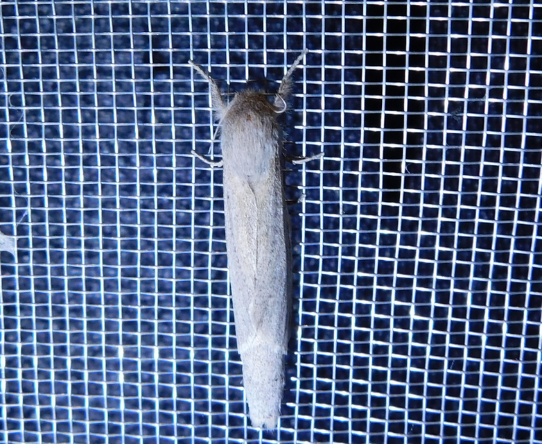 Phragmataecia castaneae - nádfúrólepke