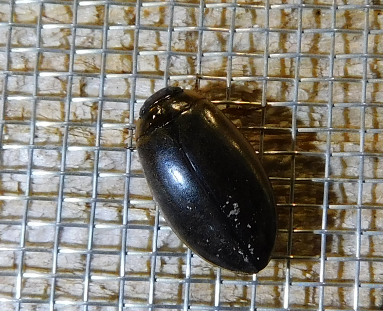 Rhantus