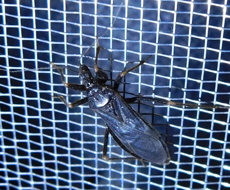 Reduvius personatus - szemetes zugpoloska