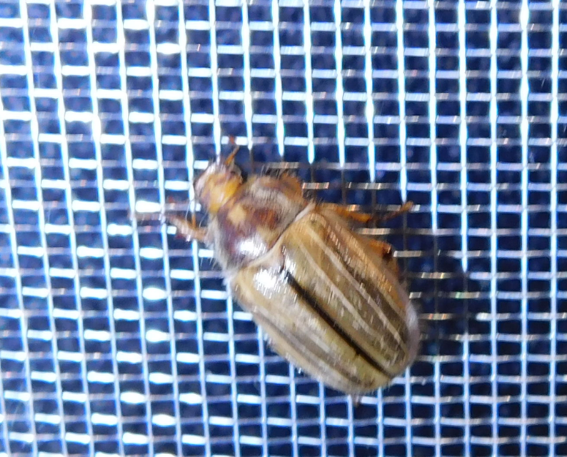 Amphimallon solstitiale - bordás sárgacserebogár