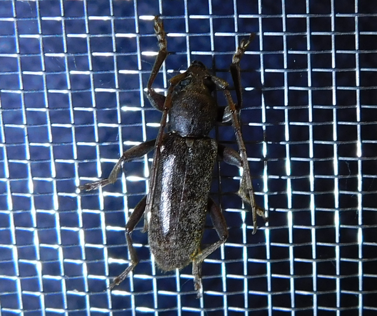 Trichoferus campestris - szállóvendég éjicincér