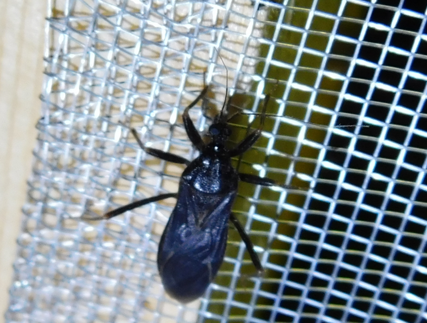 Reduvius personatus - szemetes zugpoloska