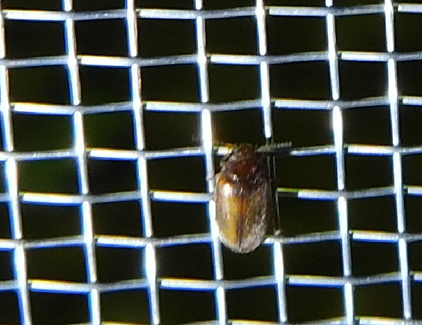 Scirtidae - rétbogárfélék