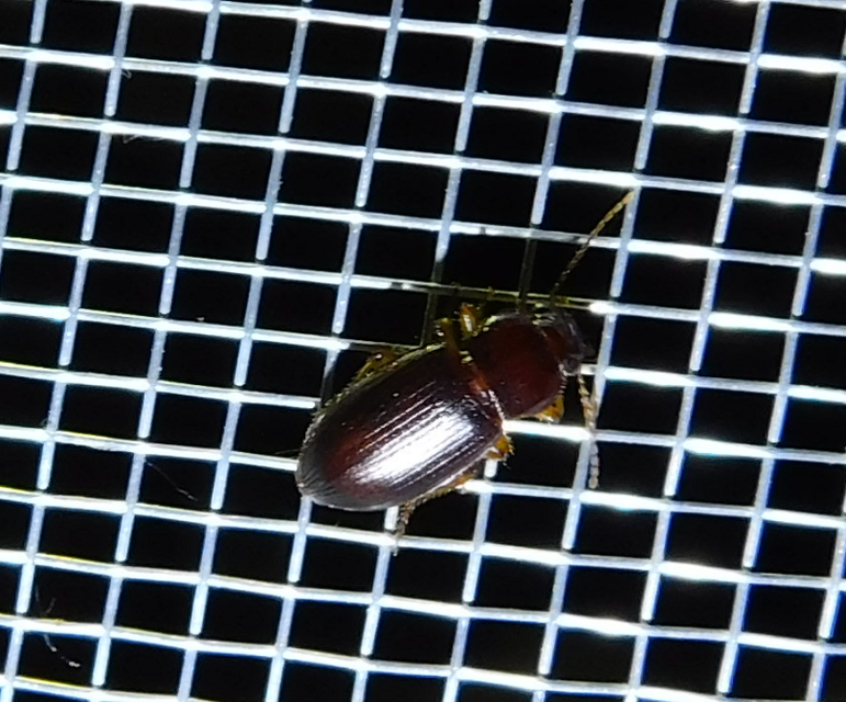 Ophonus rufibarbis - közönséges bársonyfutó