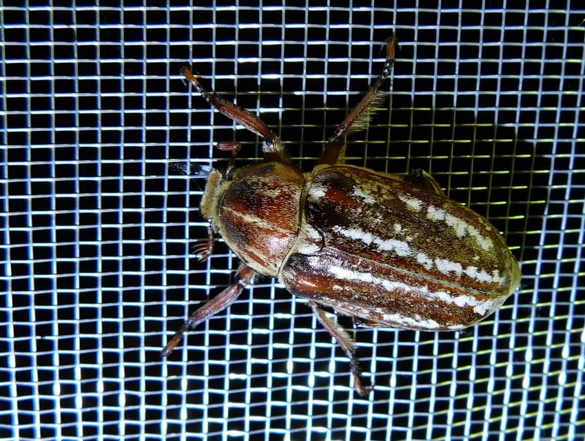 Anoxia orientalis - keleti cserebogár