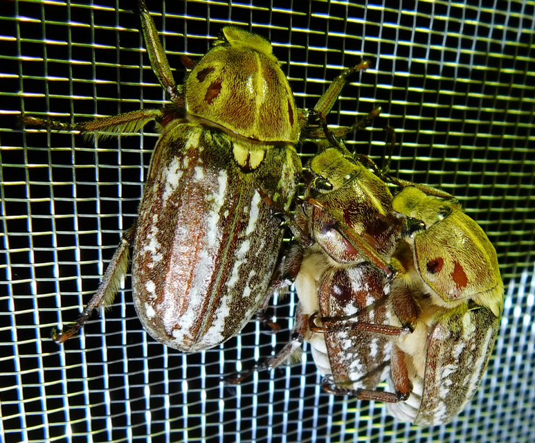 Anoxia orientalis - keleti cserebogár