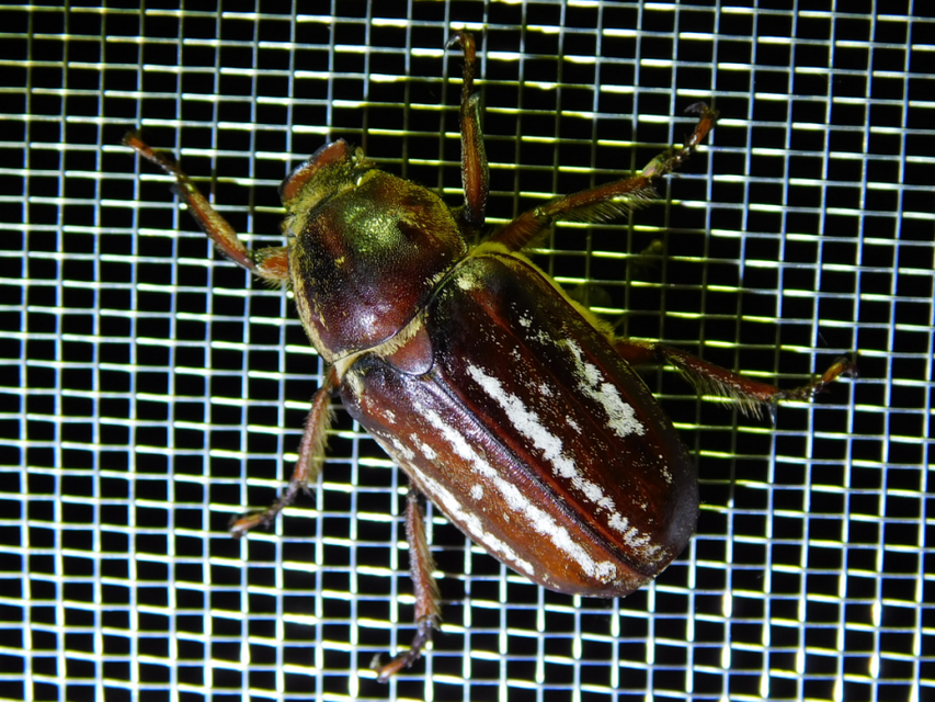 Anoxia orientalis - keleti cserebogár