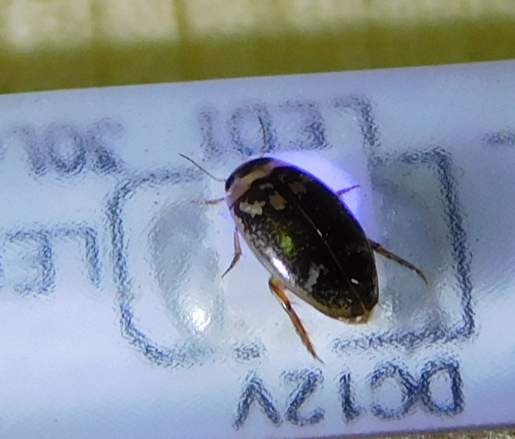 Laccophilus poecilus - tarka bukóbogár