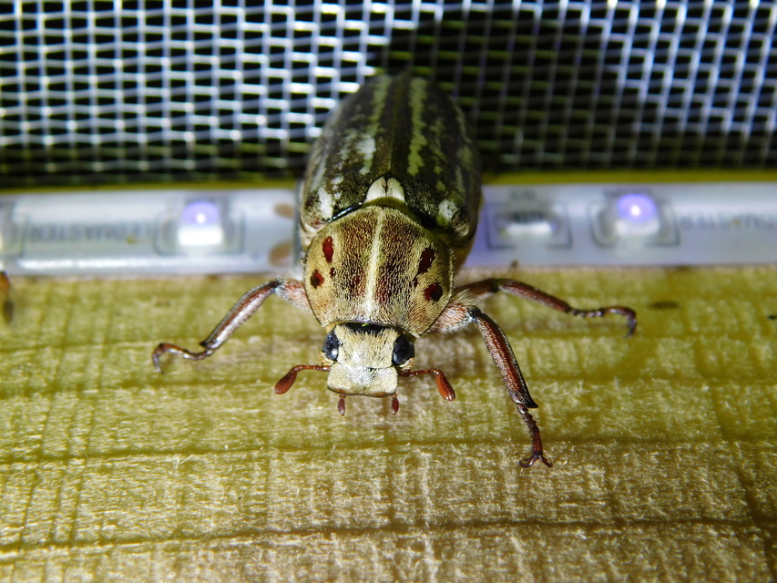 Anoxia orientalis - keleti cserebogár
