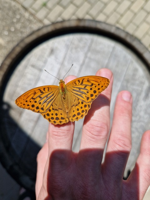 Argynnis paphia - nagy gyöngyházlepke