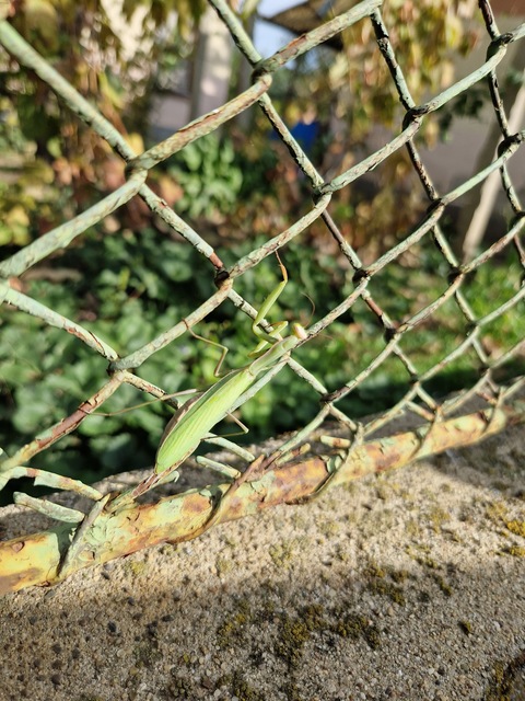 Mantis religiosa - imádkozósáska