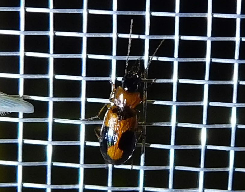Badister meridionalis - közönséges posványfutonc