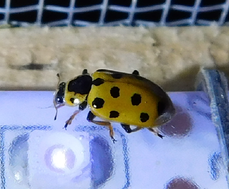 Hippodamia tredecimpunctata - mocsári katica