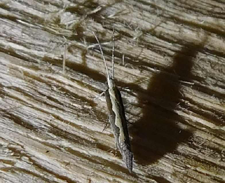 Plutella xylostella - káposztamoly