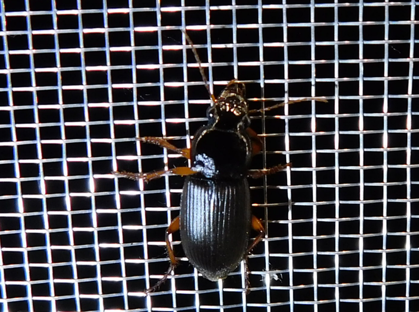 Harpalus griseus - kis selymesfutó
