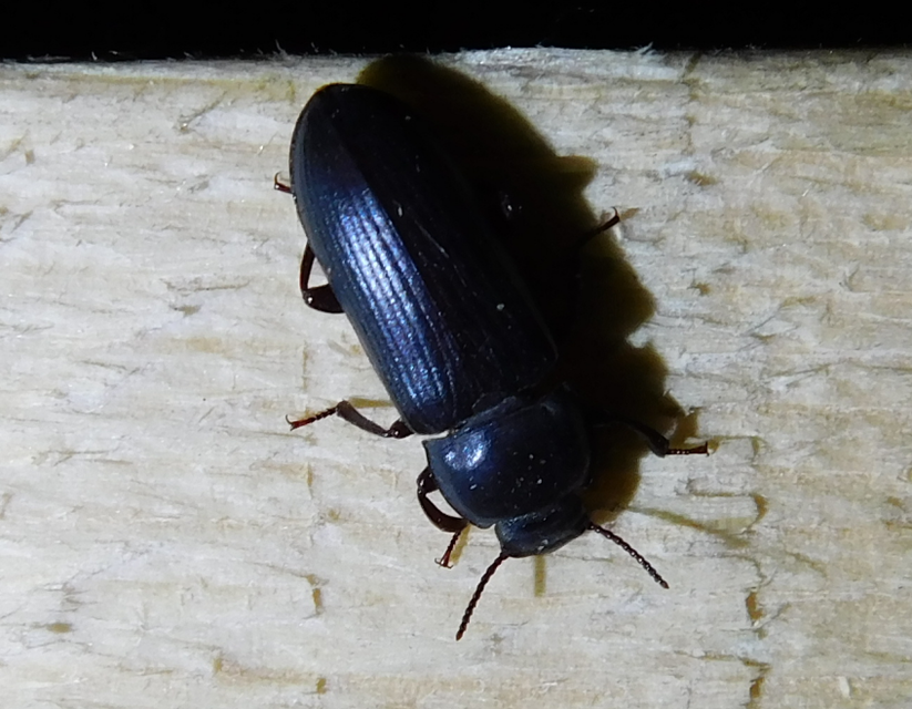 Tenebrio molitor - közönséges lisztbogár