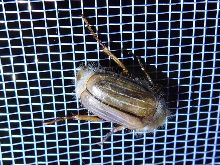 Amphimallon solstitiale - bordás sárgacserebogár