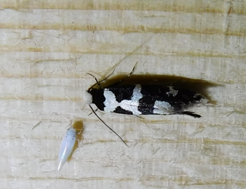 Neurothaumasia ankerella - magyarmoly