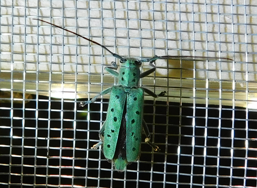 Saperda punctata - pettyes szilcincér Saperda punctata - pettyes szilcincér