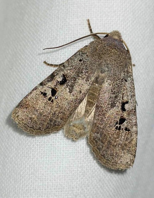 Conistra rubiginosa - szürke télibagoly