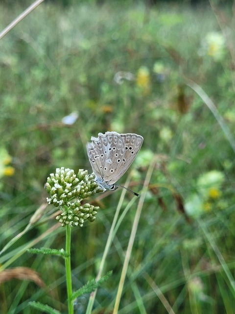 Polyommatus daphnis - csipkés boglárka