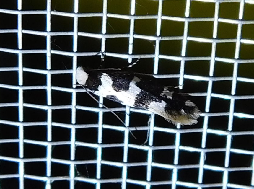 Neurothaumasia ankerella - magyarmoly