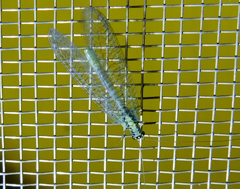 Chrysopa perla - aranyszemű fátyolka Chrysopa perla - aranyszemű fátyolka