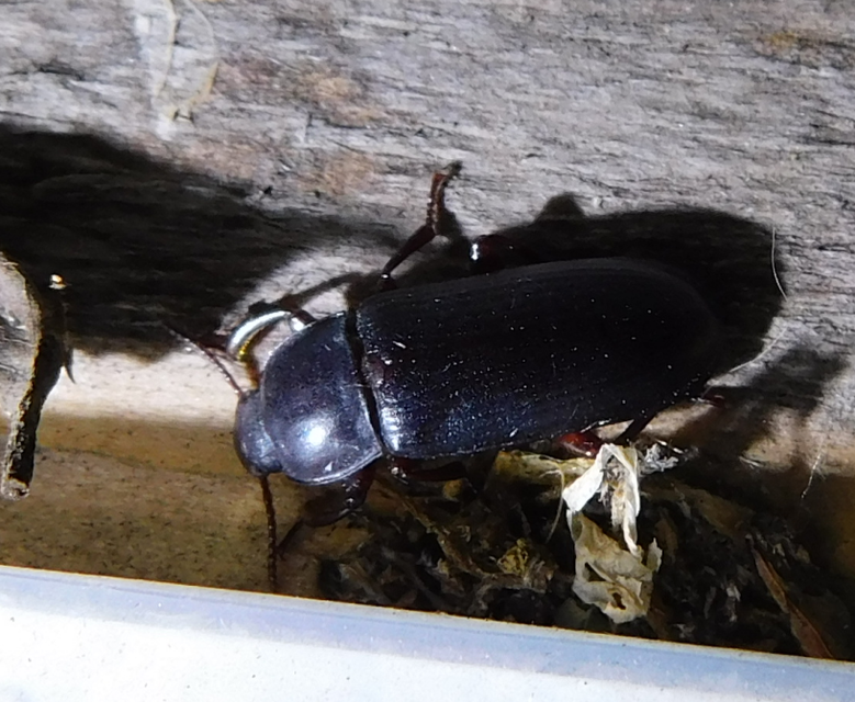 Tenebrio molitor - közönséges lisztbogár