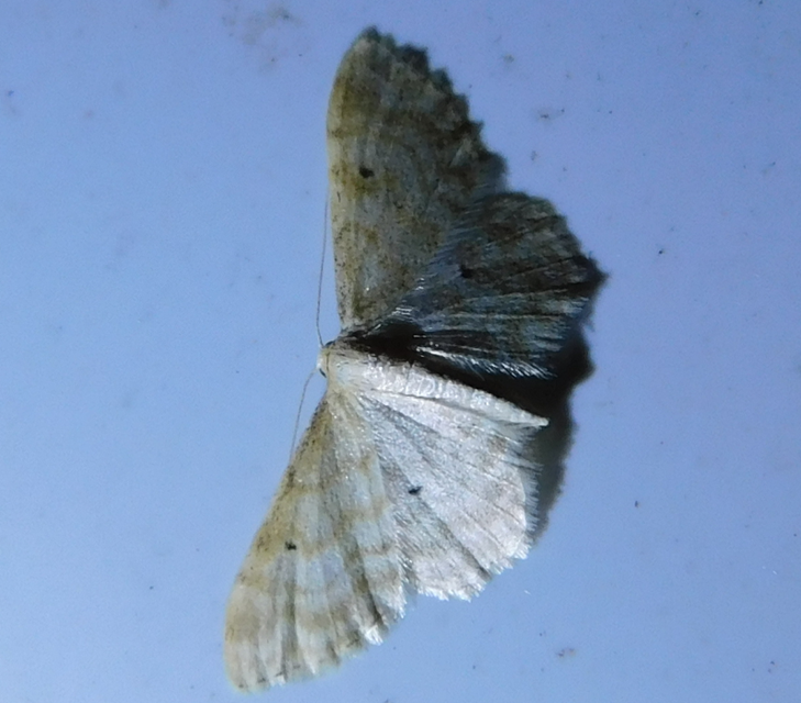 Idaea fuscovenosa - szürkeszélű apróaraszoló