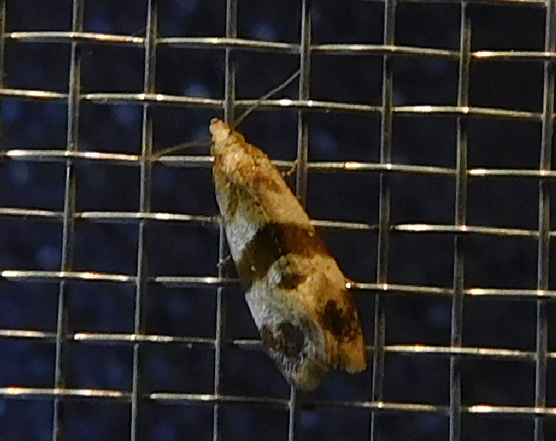 Phalonidia contractana - pipitér-fúrómoly