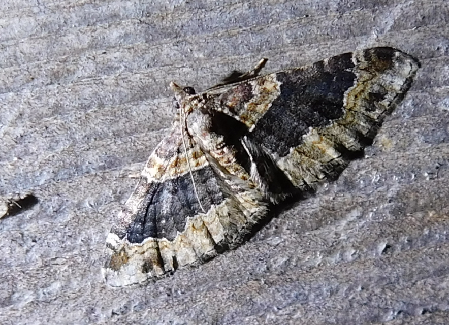 Xanthorhoe ferrugata - kerti tarkaaraszoló