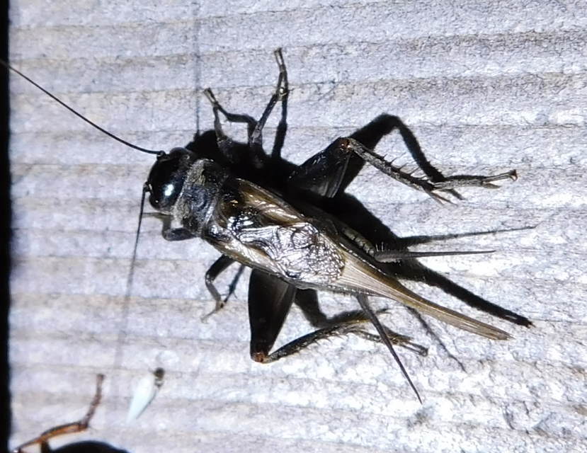 Eumodicogryllus bordigalensis - bordói tücsök