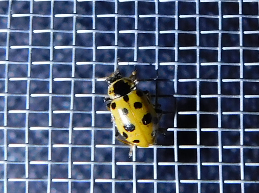 Hippodamia tredecimpunctata - mocsári katica