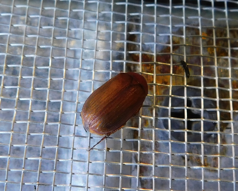 Serica brunnea - homoki kiscserebogár