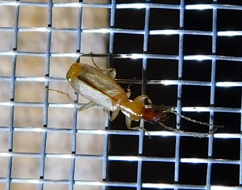 Paradromius longiceps - hosszúfejű kéregfutó