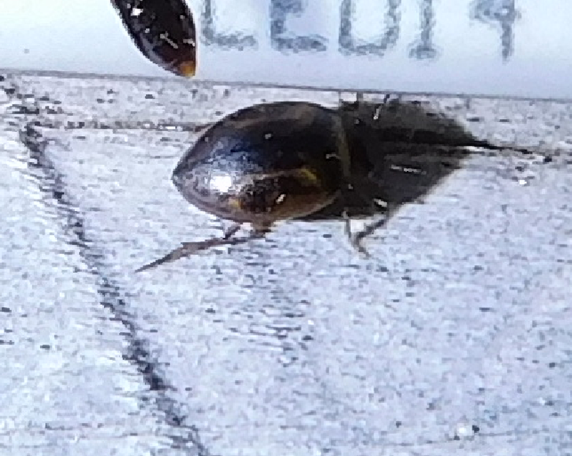 Hygrotus inaequalis - gyakori aprócsíkbogár