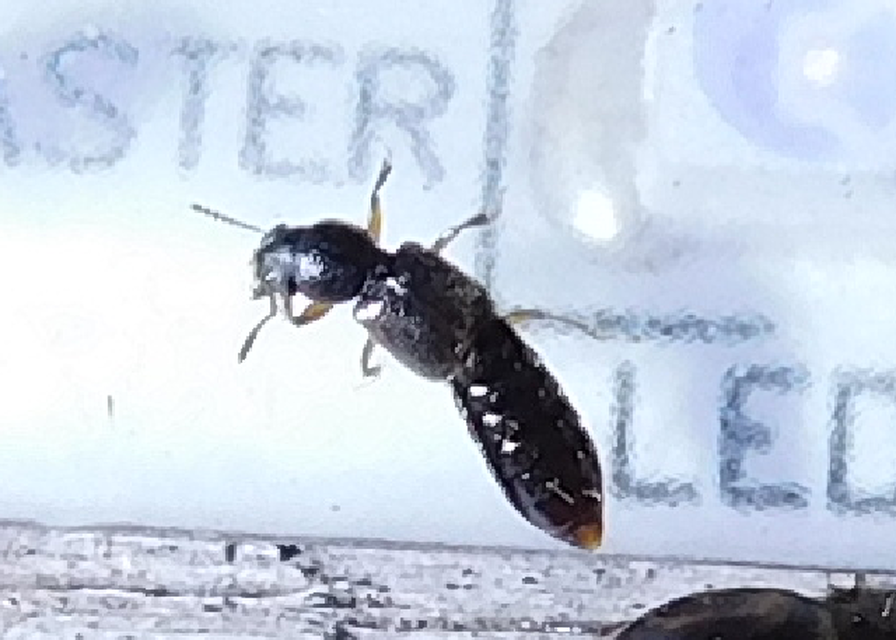 Bledius Bledius