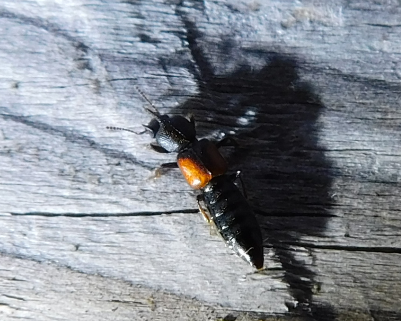 Bledius tricornis - háromszarvú ásóholyva Bledius tricornis - háromszarvú ásóholyva
