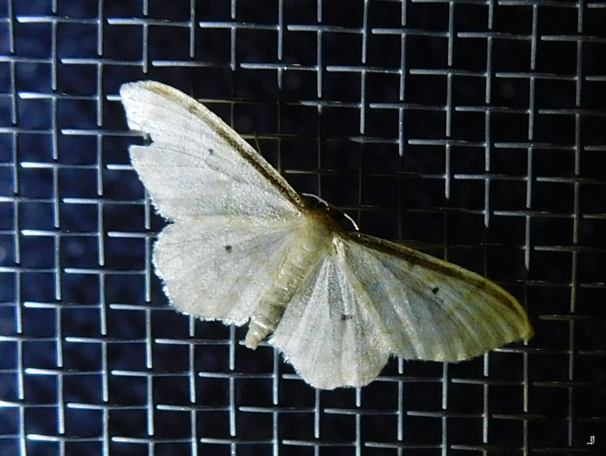 Idaea fuscovenosa - szürkeszélű apróaraszoló