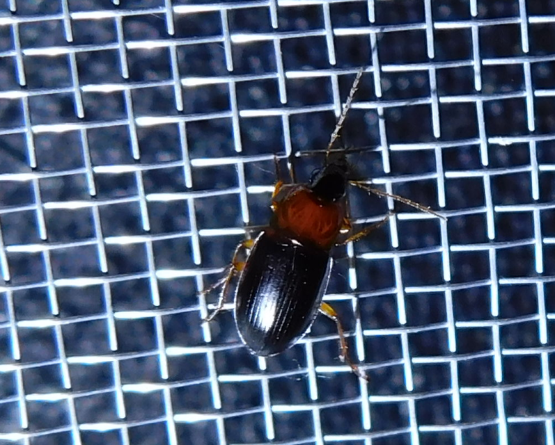 Calathus melanocephalus - vörösnyakú tarfutó