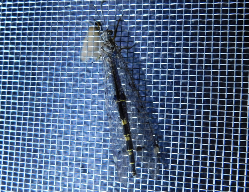 Distoleon tetragrammicus - négyfoltos hangyaleső Distoleon tetragrammicus - négyfoltos hangyaleső