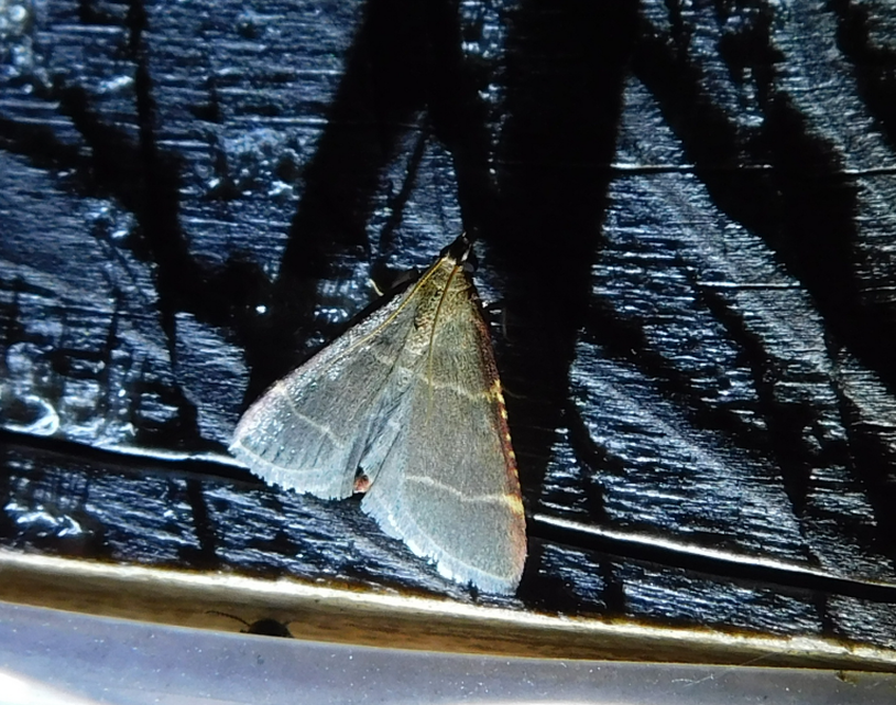 Hypsopygia glaucinalis - rezes fényilonca