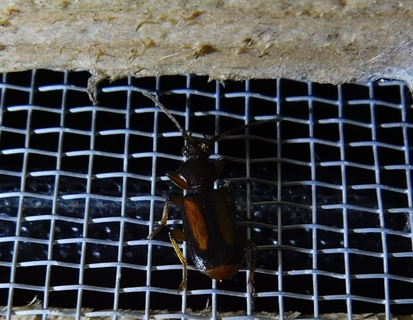Polistichus connexus - barna sutafutó