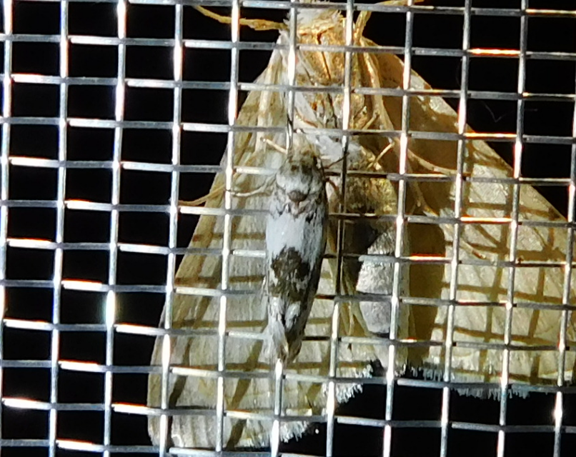 Episcythris triangulella - mediterrán zöldmoly