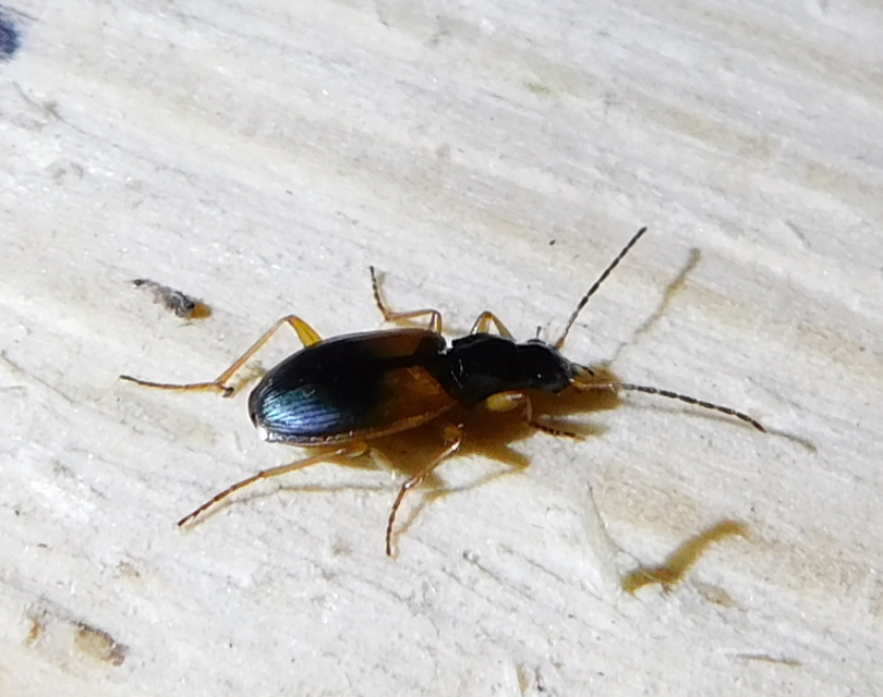Anchomenus dorsalis - hátfoltos kisfutó