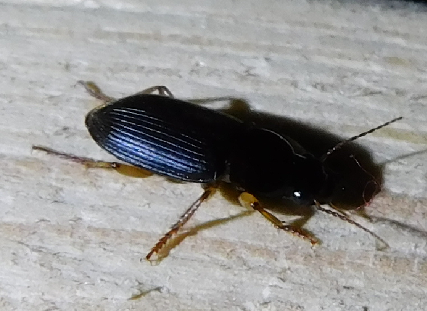 Harpalus griseus - kis selymesfutó