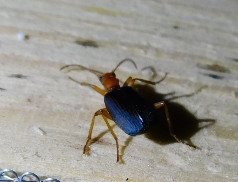 Brachinus nigricornis - feketelábú pöfögőfutó