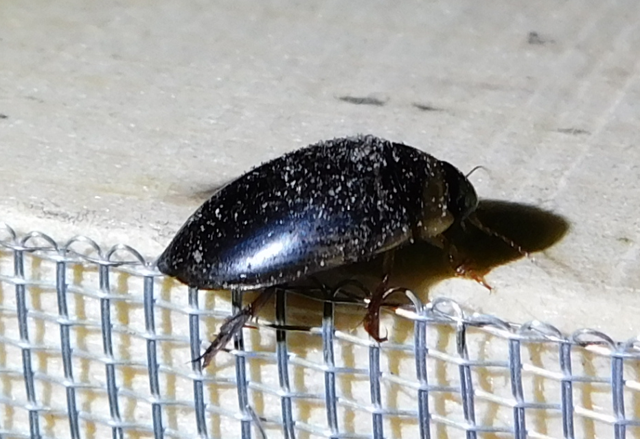 Hydaticus transversalis - harántsávos mocsáricsíkbogár