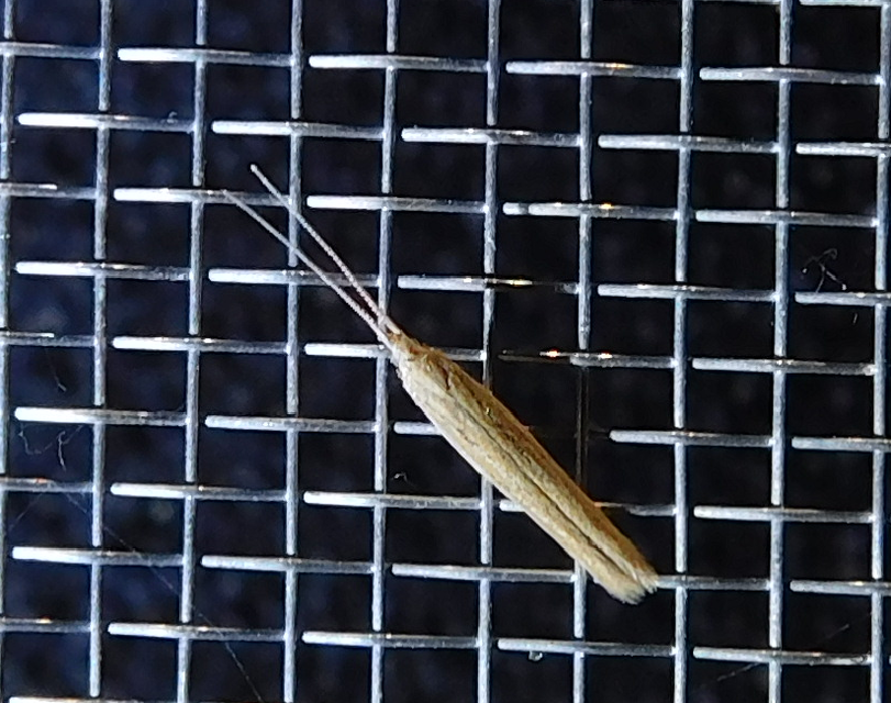 Coleophora