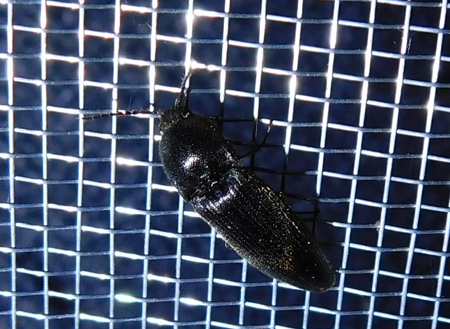 Melanotus crassicollis - vállas gyászpattanó